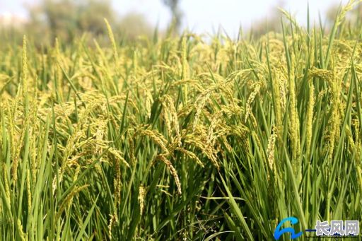 2025年清明后最佳吉日：浸稻谷种，开启丰收好兆头