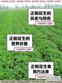 2025年最佳种植花生吉日,提升农作物产量与品质,把握天时地利人和