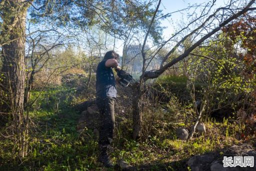 2025年非黄道吉日伐木化解攻略：科学应对，避免不利影响
