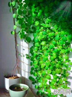 2025年最佳时机：一月剪芒果花吉日，提升家居风水与植物健康