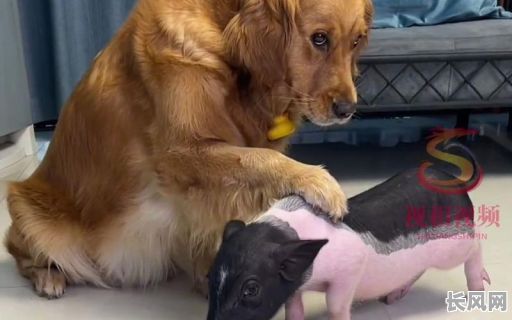 猪与狗八字命理搭配有何特点？猪狗组合命理有何奥秘？