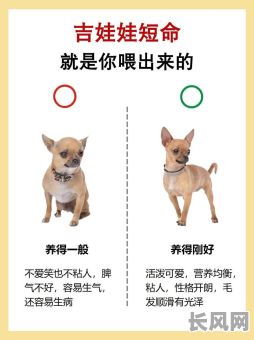 命格弱的人适合养宠物吗？女生需要注意哪些问题？