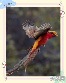 命格是金鸡和凤凰，究竟有哪些独特好处呢？