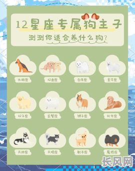 如何准确看宠物的八字命格？详解宠物八字命理的奥秘