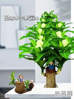 有哪些物品可以增强命格为木的人运势？什么东西适合旺命格为木的人？