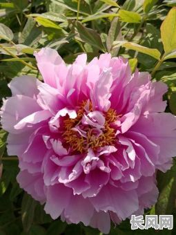 春阳牡丹命格究竟如何？它的特点与运势分析是怎样的？