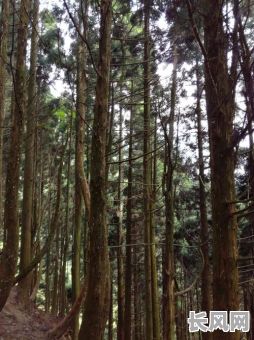 松柏木命八字木多，是吉是凶？对命运有何影响？