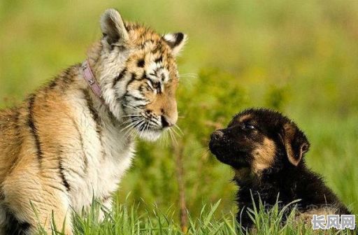 虎和狗的命格关系是怎样的？它们之间有何特殊联系？