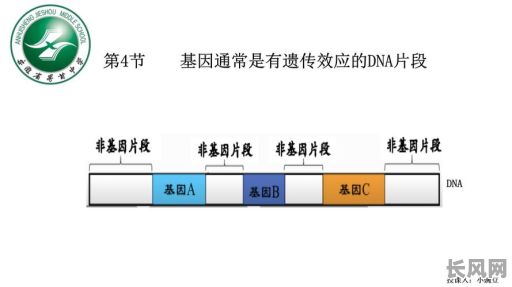 基因命格是什么样的？它究竟是怎样的存在啊？