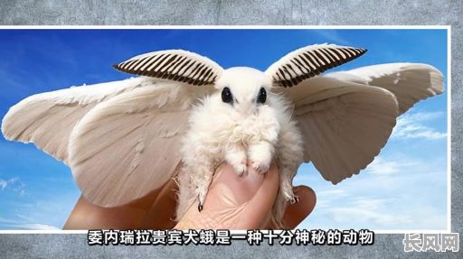 命格诡异究竟对应哪种动物？这代表什么特殊含义呢？