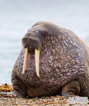 水产老板的命理八字实例，能否揭示其成功背后的奥秘？