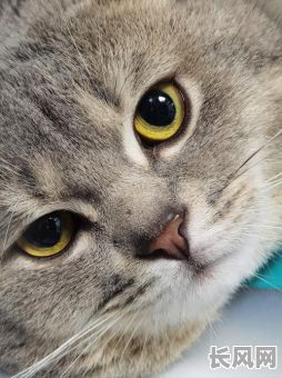 眼睛颜色不同究竟意味着什么命格？