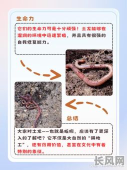 土龙命格究竟涵盖哪些年份？这些年份的土龙命格有何特点？