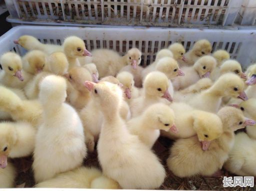 2025年民间孵鸡鸭鹅：精选吉日，助力养殖好运势