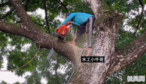 2025年5-6月最佳伐树吉日，精选吉日助你顺利完成伐木工程