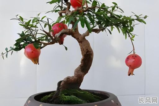 2025年放盆景是否需择吉日：关键步骤与风水考量