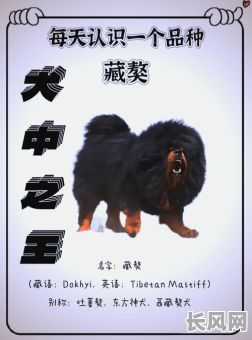 藏獒多吉日语版全集在线观看，高清资源免费分享！