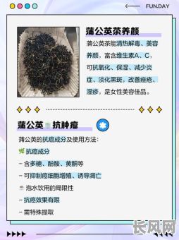 探索茶道吉日蒲公英：传统与自然的完美融合体验