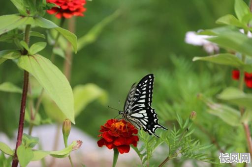 详解蝴蝶双飞吉日选择方法与注意事项