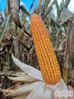 重庆种玉米吉日：探寻最佳播种时机，丰收在望！