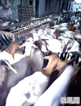 买羊吉日和修羊圈吉日/买羊黄道吉日