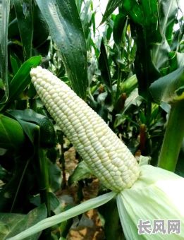 重庆种玉米吉日有哪些-重庆地区玉米什么时候种植最好