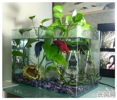 鱼缸注水什么吉日好不好/鱼缸注水问题