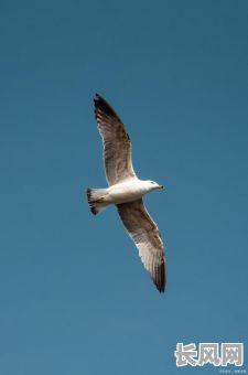 飞翔的鸟儿吉日/飞翔的鸟儿图片