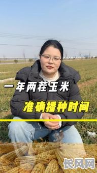 4月份栽玉米黄道吉日（几月适合种玉米）