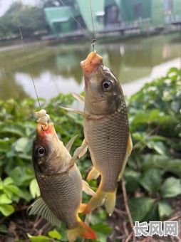 六月份钩鱼吉日_6月份的鱼怎么钓鱼