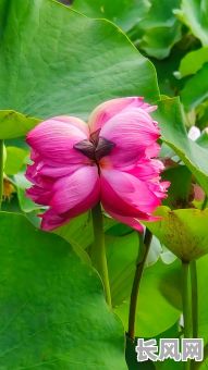 吉日花开莲并蒂_莲开并蒂花的寓意