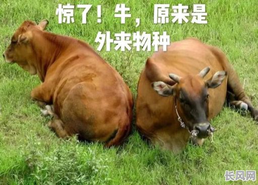 古代牛羊出圈吉日-牛羊进圈是什么时候