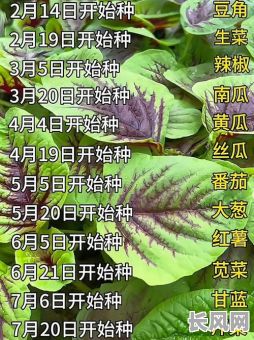 2025那天种菜吉日-今年种菜行吗