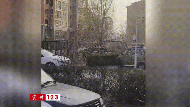 2025院内伐树吉日/院里伐树什么讲究