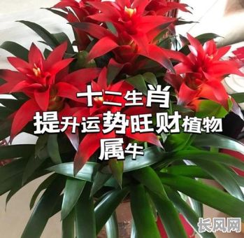 属牛的人打灶吉日_属牛的人打灶吉日有哪些