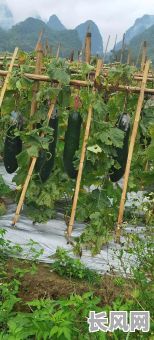 2025年种瓜吉日（今天种瓜）