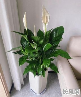 南方卧室朝向选择吉日-南方卧室适合养什么植物