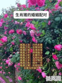 属猪人结婚吉日，属猪结婚日子