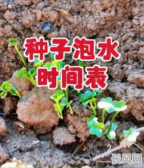 泡种子吉日吉时-种子泡多长时间才能种