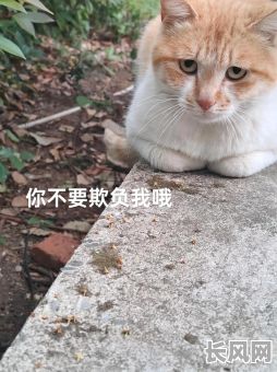 猪与猫结婚吉日是（猪和猫女）