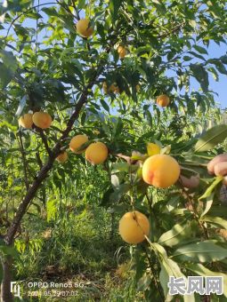 黄桃吉日黄道吉日_黄桃什么时候移栽最好
