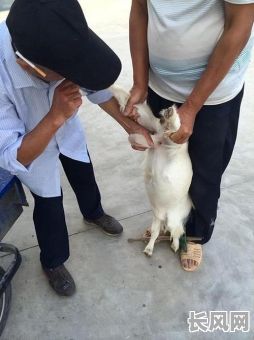 如何挑阉猪吉日-阉猪口诀