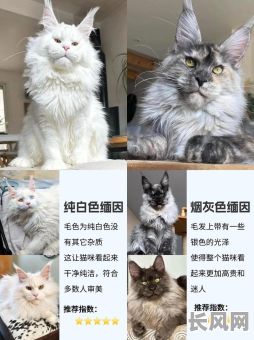 2025养猫吉日，2021年适合养猫吗