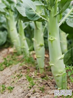 黄道吉日适合种什么菜，黄道吉日适合做什么