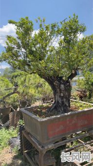 放盆景需不需要选吉日-盆景放养