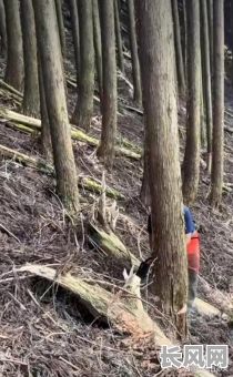 2025最佳砍树吉日/砍伐树木吉日