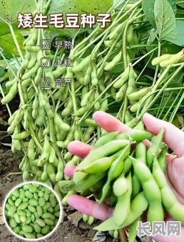 毛豆是不是黄道吉日，毛豆一般在什么月份收获?