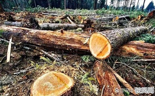 壬寅年正月砍山伐木吉日/正月砍树