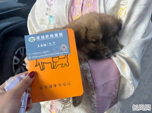 领养宠物要看吉日吗_领养宠物是免费的意思吗