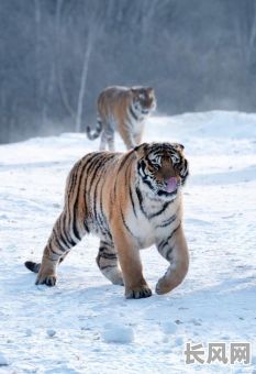 吉日大庆的动物，大庆的野生动物
